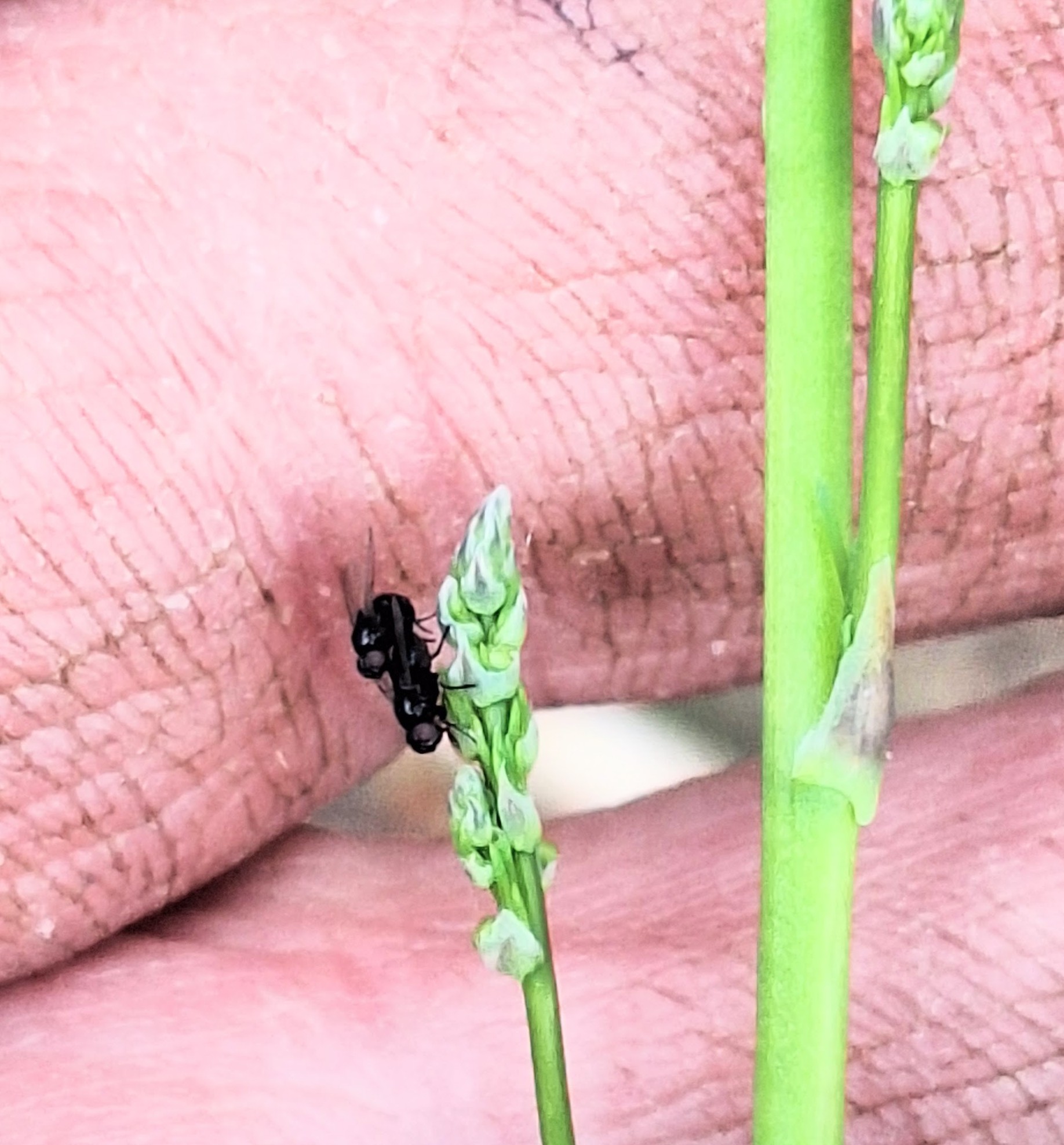 Asparagus miner on the tip of an asparagus spear.